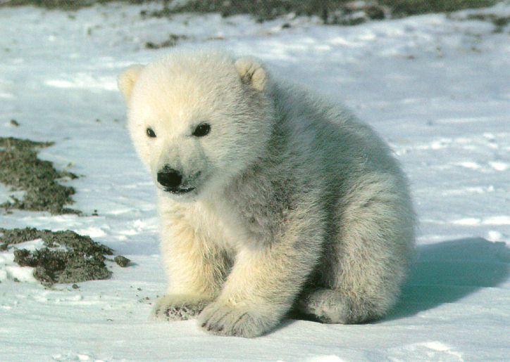 Your Eating Kills Polar Bears