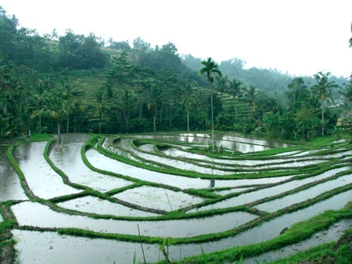 asian rice paddy